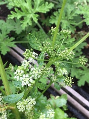 Eriopis connexa