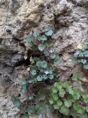 Ivy-leaved toadflax