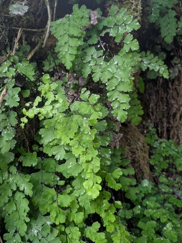 black maidenhair fern