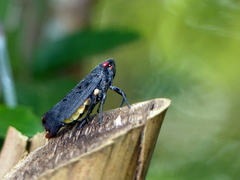 Acraephia perspicillata