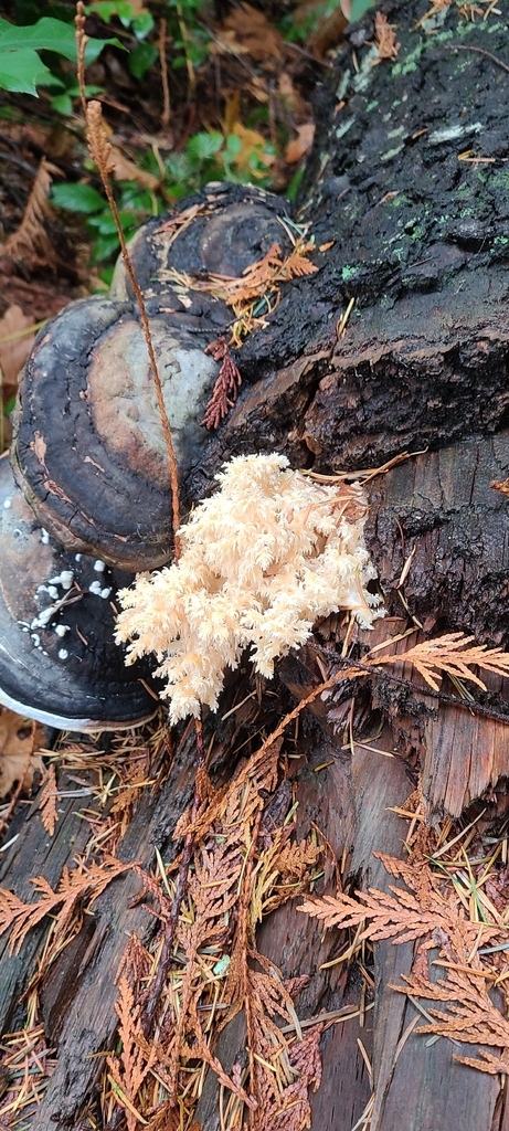 Hericium abietis · November 2025 · photo: © dusk6 (iNaturalist, cc0)