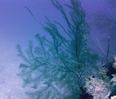 Plumapathes pennacea