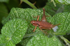 Antaxius florezi