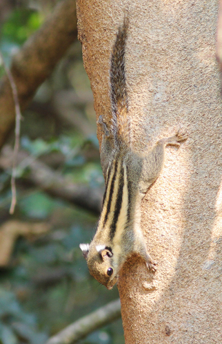 Himalayan Striped Squirrel