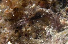 Stylocheilus rickettsi