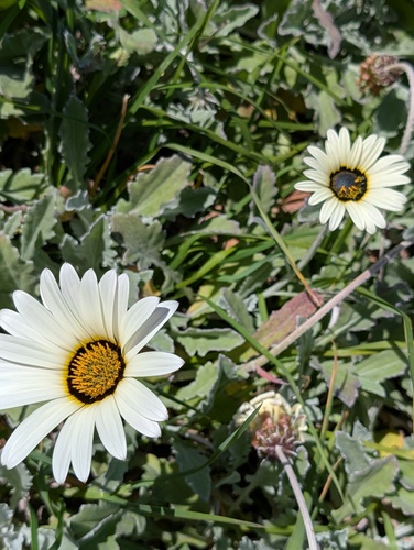 white arctotis (Arctotis stoechadifolia)