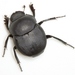 Escarabajos Peloteros - Photo (c) Mike Quinn, Austin, TX, algunos derechos reservados (CC BY-NC), uploaded by Mike Quinn, Austin, TX