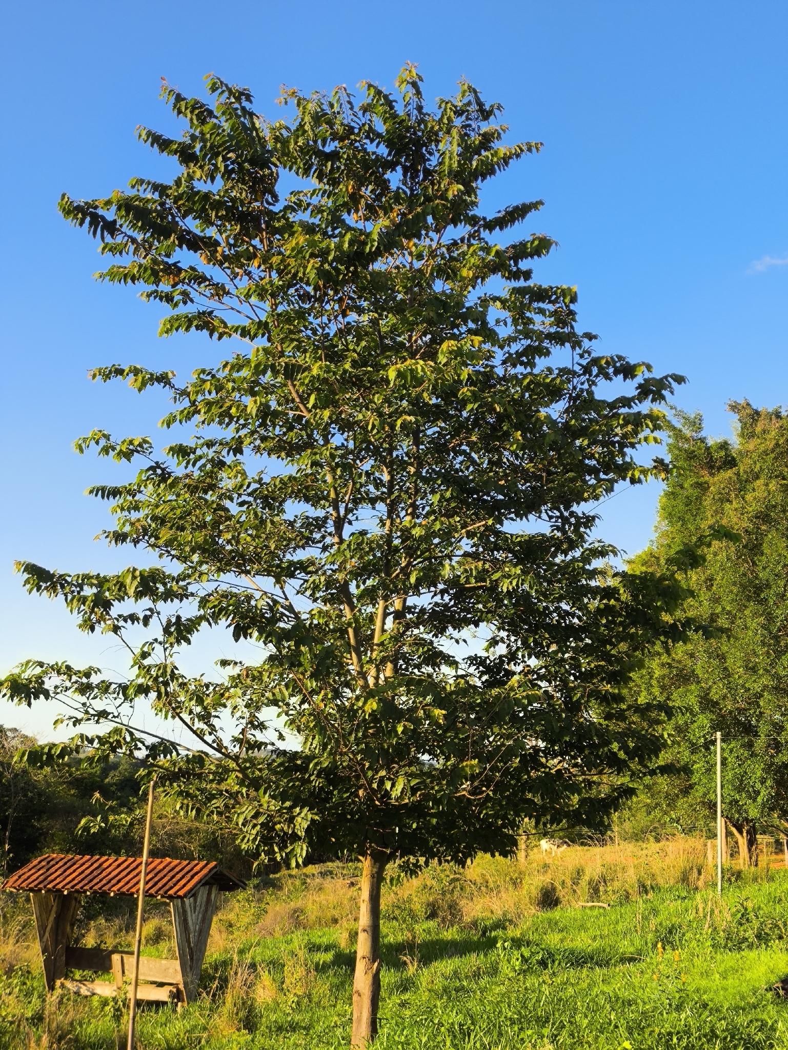 Guazuma ulmifolia