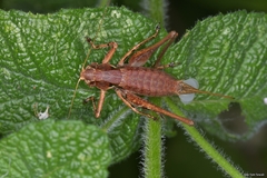 Antaxius florezi