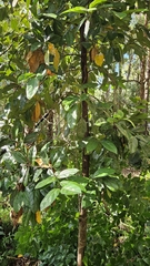 author not stated, no rights reserved Cryptocarya foetida, photograph author not stated, no rights reserved