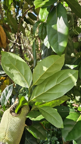 Cryptocarya foetida, photograph 6