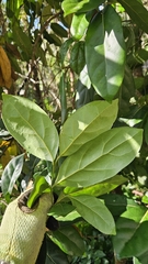 Cryptocarya foetida, photograph author not stated, no rights reserved