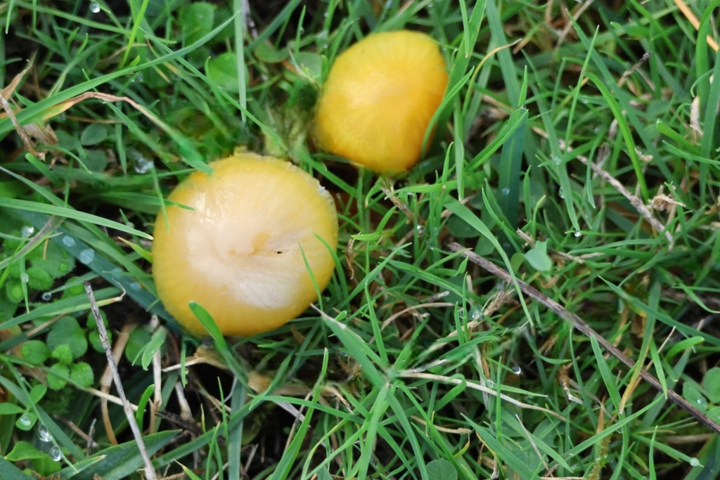 Hygrocybe ceracea