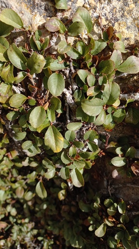 Dwarf Buckthorn (Rhamnus pumila)