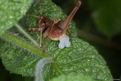 Antaxius florezi