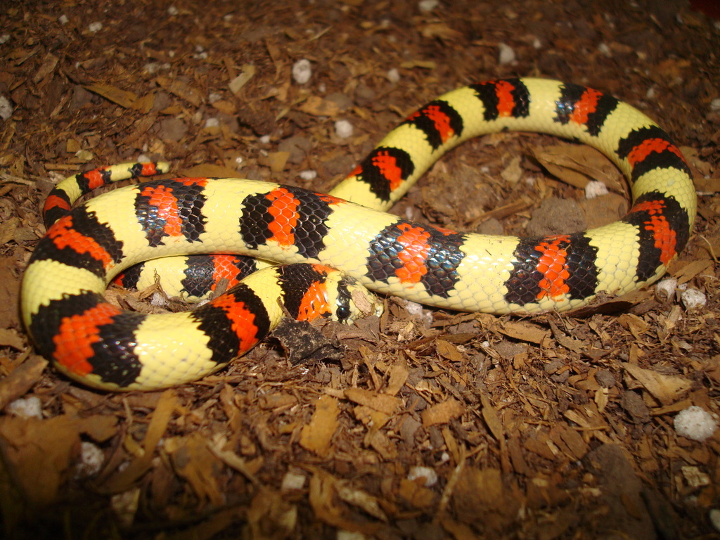 Xenodon