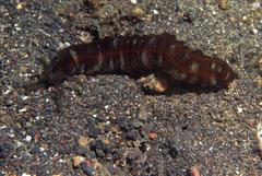 Polyplectana kefersteinii