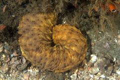 Holothuria floridana