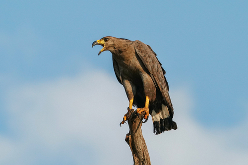 Chaco Eagle