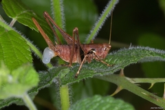 Antaxius florezi