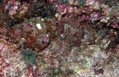 Scorpaena mystes