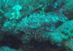Scorpaena mystes