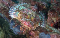 Scorpaena mystes