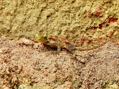 Agama lionotus