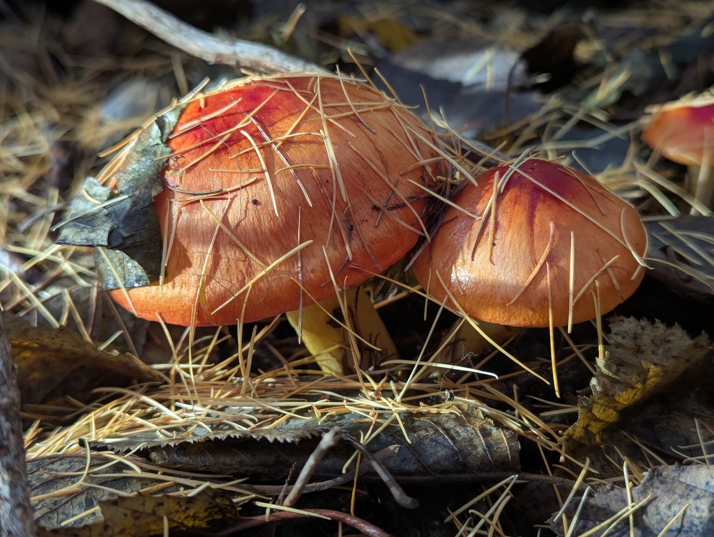 Hygrophorus speciosus · November 2025 · photo: © norveig (iNaturalist, cc0)