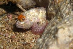 Scorpaenopsis macrochir