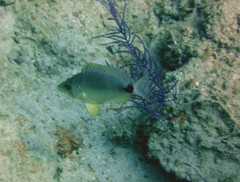 Hypoplectrus unicolor