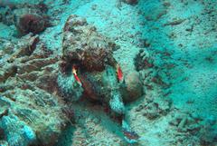 Scorpaenopsis macrochir