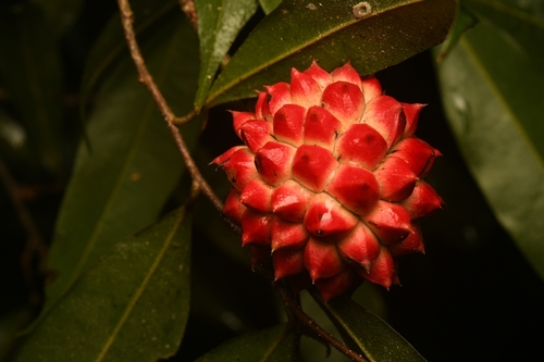 Duguetia quitarensis, 2025-11-09