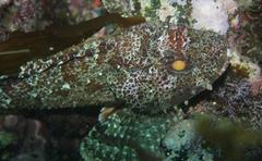 Scorpaena guttata