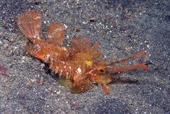 Pteroidichthys amboinensis