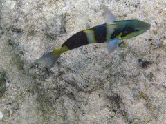 Thalassoma nigrofasciatum