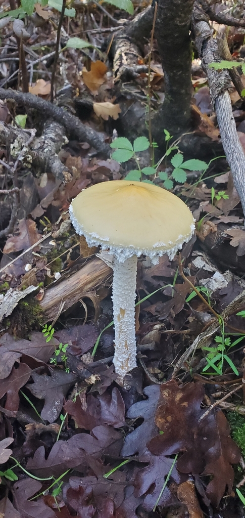 Stropharia ambigua · November 2025 · photo: © eric_austin (iNaturalist, cc-by)