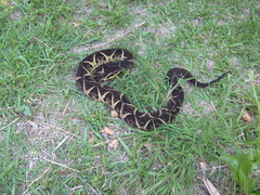 Bothrops jararacussu