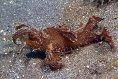 Pteroidichthys amboinensis