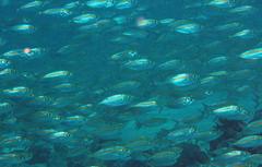 Selaroides leptolepis
