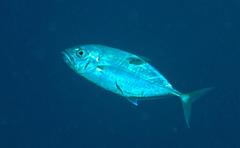 Megalaspis cordyla