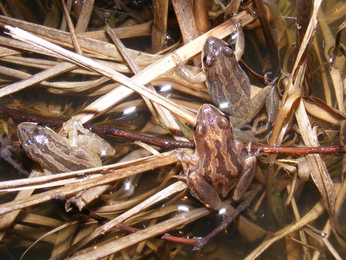 Upland Chorus Frog photographed in Mississippi