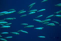 Decapterus macarellus