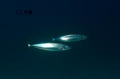 Decapterus macarellus