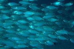 Selar crumenophthalmus
