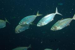 Selar crumenophthalmus