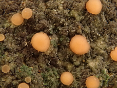 Fuscopannaria coralloidea