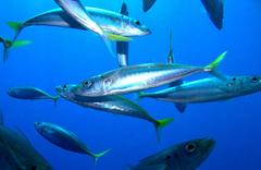 Decapterus muroadsi