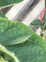 Atractomorpha australis