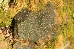 Fuscopannaria coralloidea